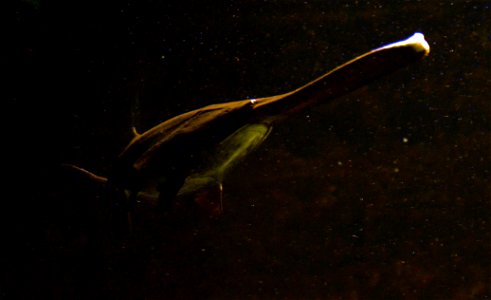 American paddlefish or Mississippi paddlefish ( Polyodon spathula ), in Aquarium Dubuisson, in Liège. photo