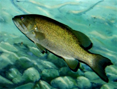 Image title: An up close shot of a smallmouth bass Image from Public domain images website, http://www.public-domain-image.com/full-image/fauna-animals-public-domain-images-pictures/fishes-public-doma photo