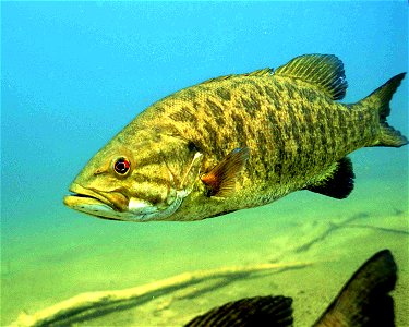 Image title: Detailed underwater photo of smallmouth bass fish micropterus dolomieu
Image from Public domain images website, http://www.public-domain-image.com/full-image/fauna-animals-public-domain-i