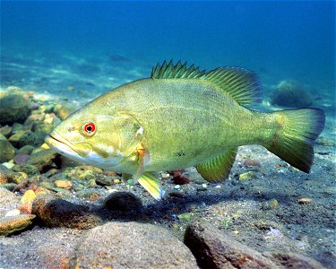 Smallmouth Bass Micropterus dolomieu photo