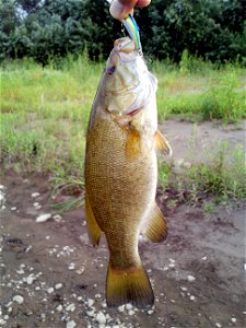 l=Smallmouth bass at Chikuma-gawa River. Nagano pref., Japan photo