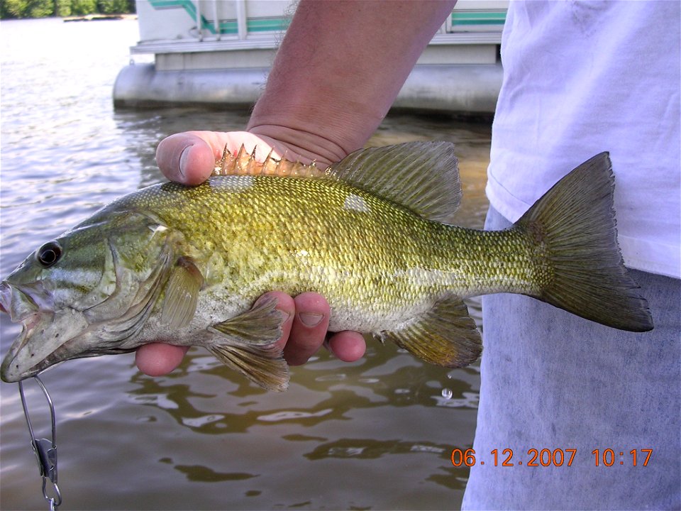 A photo of a smallmouth bass that my sibling caught in a fresh water lake recently.