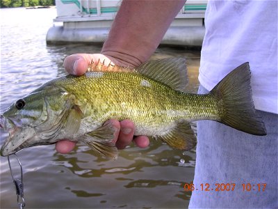 A photo of a smallmouth bass that my sibling caught in a fresh water lake recently. photo