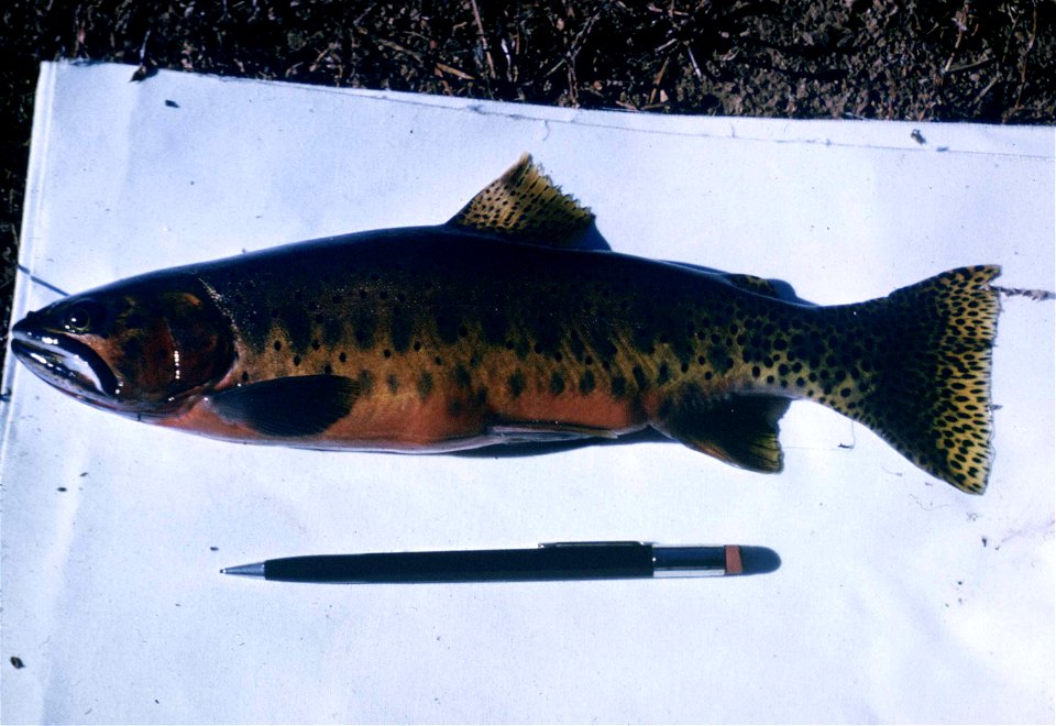 Image title: Cutthroat trout Oncorhynchus clarki
Image from Public domain images website, http://www.public-domain-image.com/full-image/fauna-animals-public-domain-images-pictures/fishes-public-domain