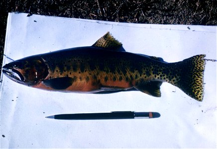 Image title: Cutthroat trout Oncorhynchus clarki Image from Public domain images website, http://www.public-domain-image.com/full-image/fauna-animals-public-domain-images-pictures/fishes-public-domain photo