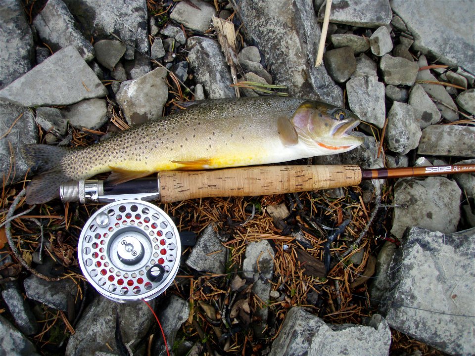 Yellowstone Cutthroat Trout from Black Canyon of the Yellowstone, August 2010