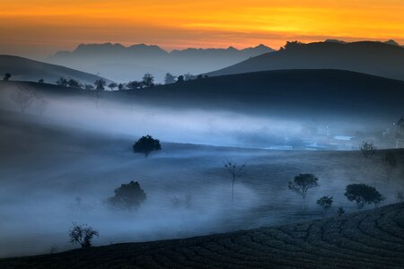Tea frost province