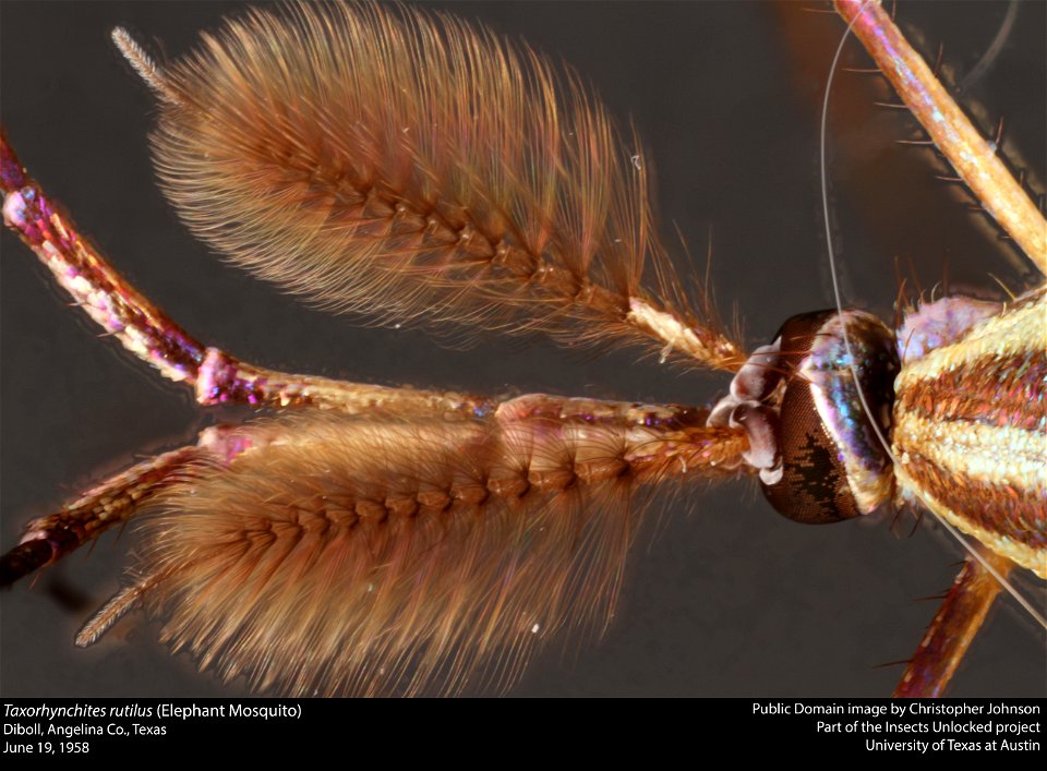 Taxorhynchites rutilus (Elephant Mosquito)
Diboll, Angelina Co., Texas
June 19, 1958
Public Domain image by Christopher Johnson
Part of the Insects Unlocked project

University of Texas at Austin