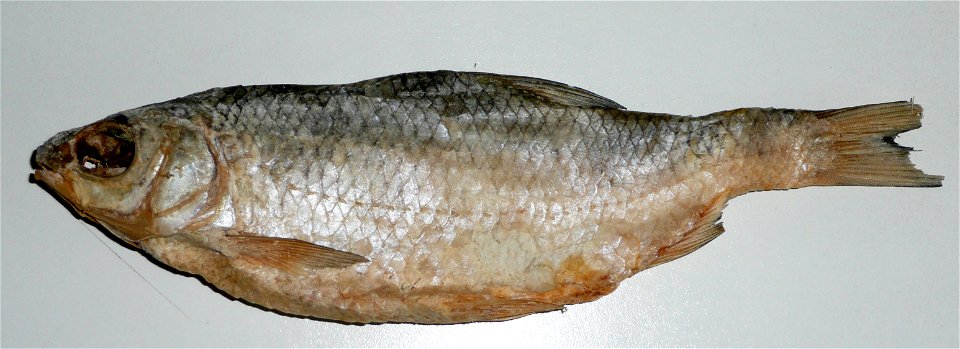 Dried Vobla - Rutilus caspicus