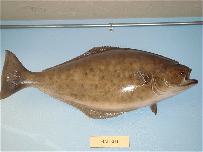 Halibut in Macks Sport Shop, Kodiak, Alaska