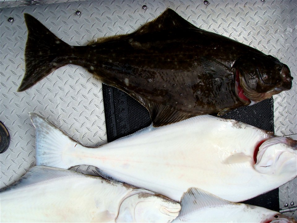 Pacific Halibut taken in Cook's Inlet, Alaska.