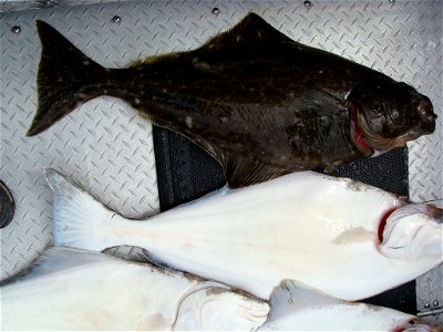 Pacific Halibut taken in Cook's Inlet, Alaska.