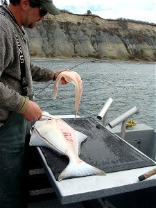 Fileting of Pacific Halibut taken in Cook Inlet, Alaska. Each halibut yields four filets; the yield percentage is higher than for most fish. photo