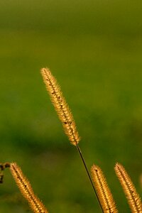 Sunset rest field