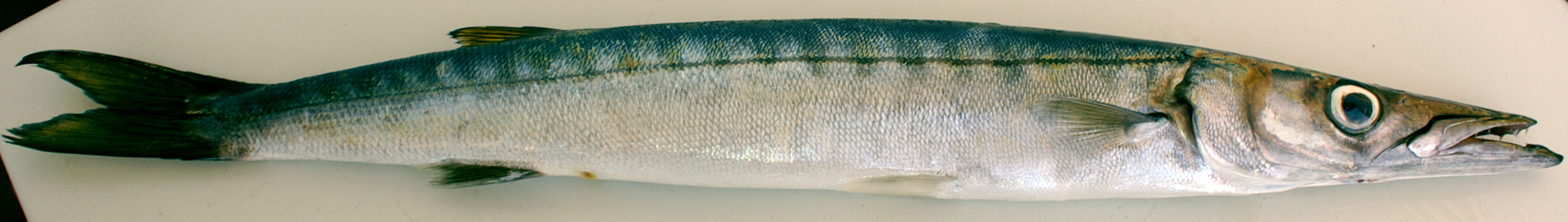 Barracuda de Méditerranée (Sphyraena sphyraena) capturé à la pêche à la traine, en kayak, à 300 mètres de la côte, le 29 juillet 2006.
Українська:  Баракуда (Sphyraena sphyraena), 2006