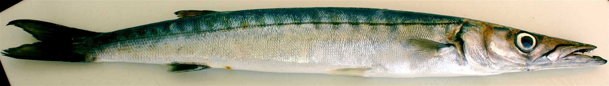 Barracuda de Méditerranée (Sphyraena sphyraena) capturé à la pêche à la traine, en kayak, à 300 mètres de la côte, le 29 juillet 2006. Українська: Баракуда (Sphyraena sphyraena), 2006 photo