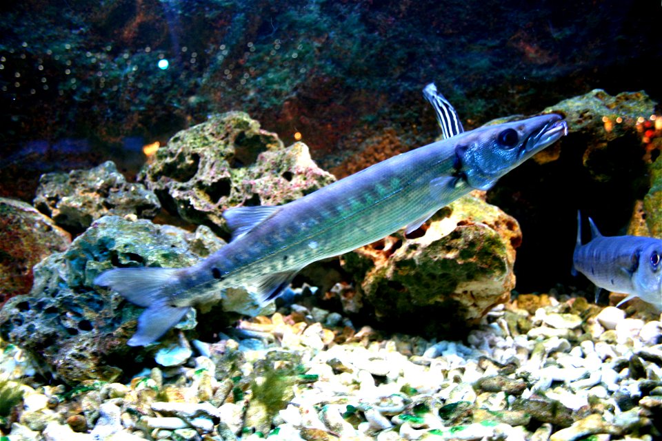 Fish Great barracuda Sphyraena barracuda in Prague sea aquarium, Czech Republic photo