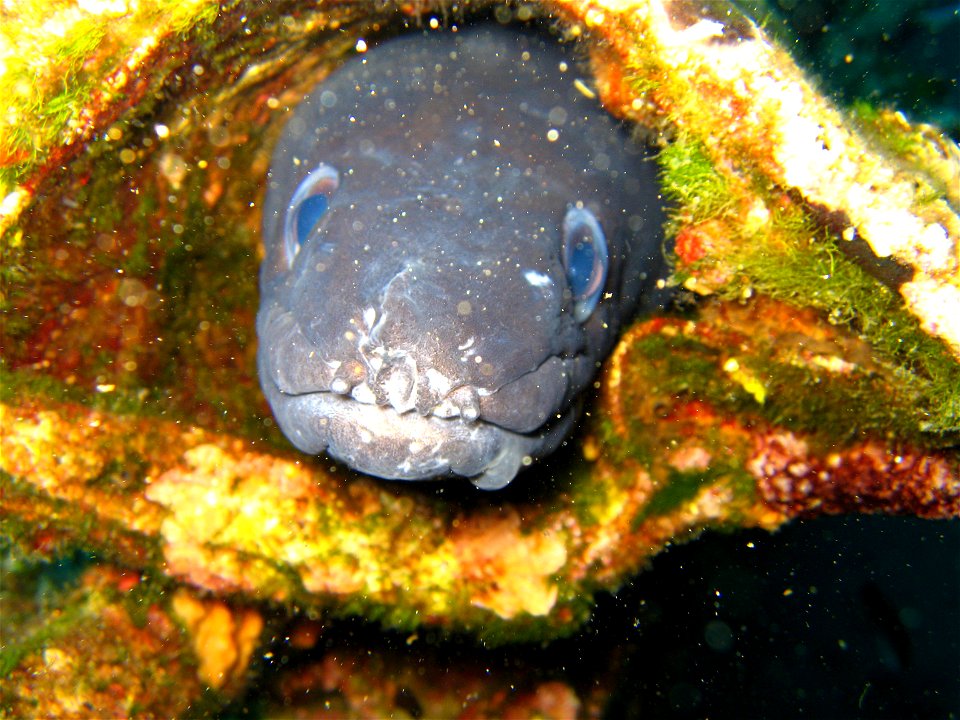 European conger (Conger conger)