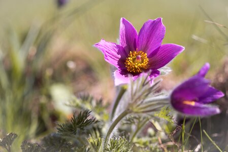 Purple anemone purple flower blossom photo