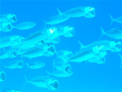 Rastrelliger Kanagurta bei Marsa Shagra, Ägypten