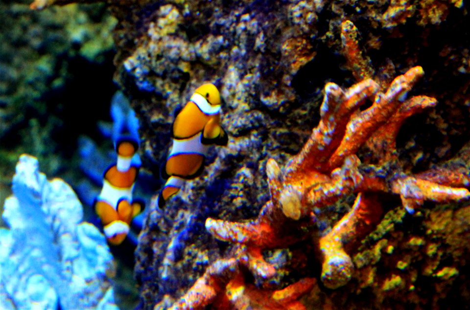 Fish Ocellaris clownfish, Amphiprion ocellaris in Malta National Aquarium in St. Paul's Bay, Malta