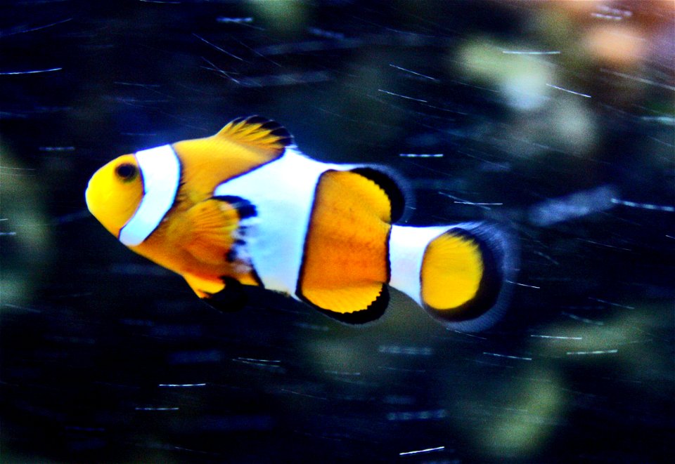 Fish Ocellaris clownfish, Amphiprion ocellaris in Prague sea aquarium, Czech Republic