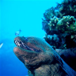 Gymnothorax Javanicus