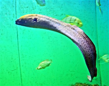 Fish Giant moray Gymnothorax javanicusin Prague sea aquarium, Czech Republic