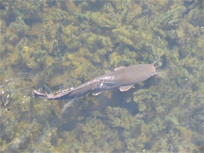 Clarias - Hula Valley, Israel