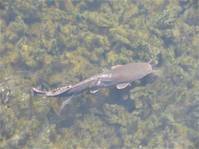 Clarias - Hula Valley, Israel photo