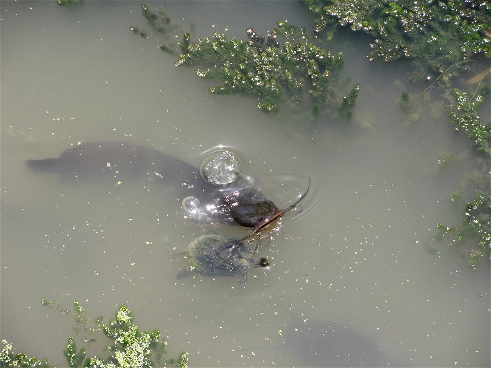 Clarias (catfish) near turtle - Hula Valley, Israel