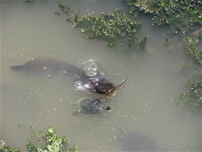 Clarias (catfish) near turtle - Hula Valley, Israel photo