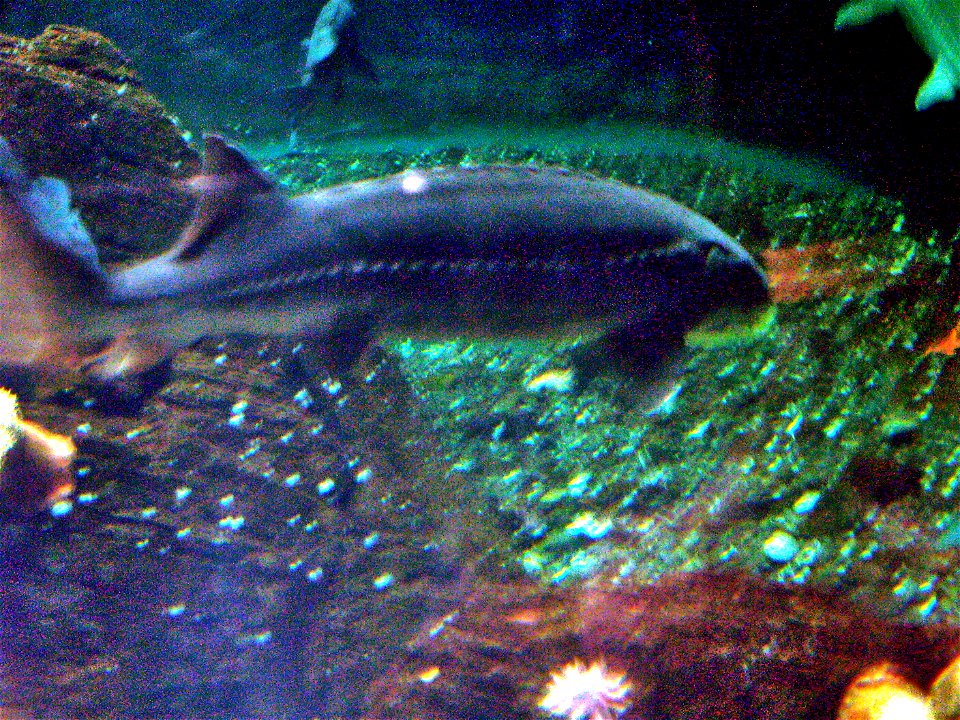 White Sturgeon at Vancouver Aquarium photo