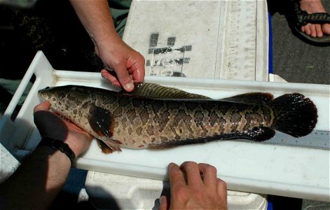 Image title: Northern snakehead fish Image from Public domain images website, http://www.public-domain-image.com/full-image/fauna-animals-public-domain-images-pictures/fishes-public-domain-images-pict photo