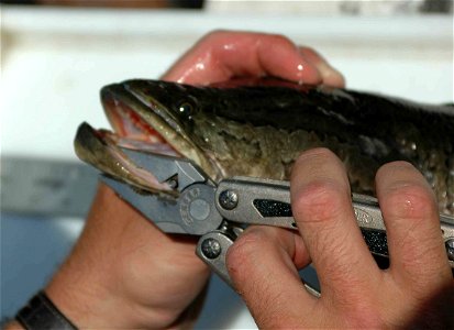 Image title: Northern snakehead fish in hands
Image from Public domain images website, http://www.public-domain-image.com/full-image/fauna-animals-public-domain-images-pictures/fishes-public-domain-im