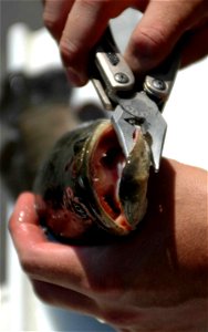 Image title: Northern snakehead fish in hands channa argus Image from Public domain images website, http://www.public-domain-image.com/full-image/fauna-animals-public-domain-images-pictures/fishes-pub photo