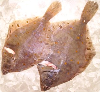 European plaice (Pleuronectes platessa)