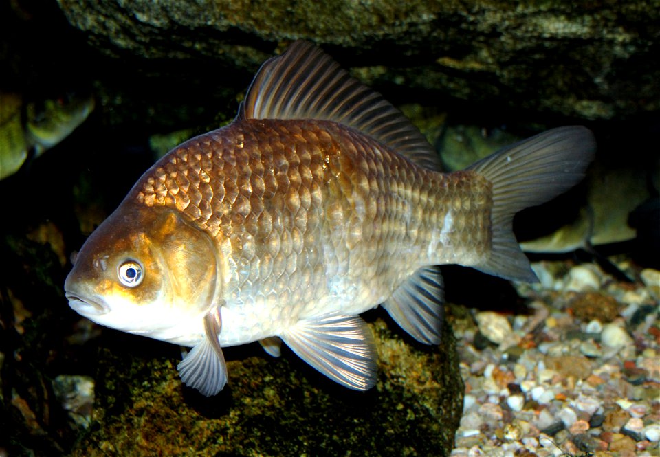 Crucian carp on exhibition Subaqueous Vltava, Prague 2011, Czech Republic