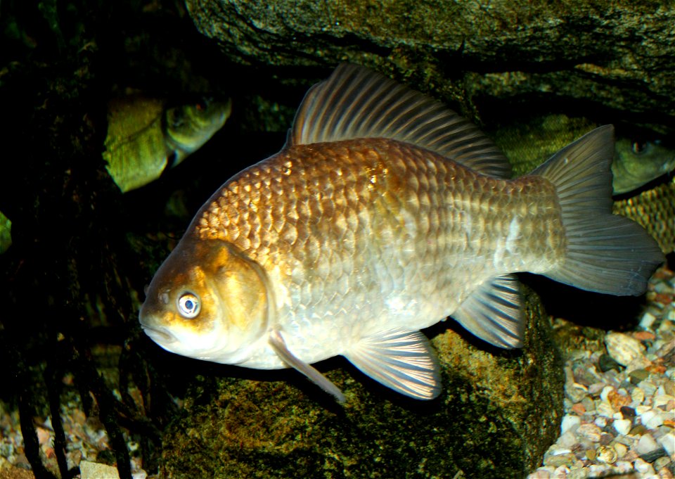 Crucian carp on exhibition Subaqueous Vltava, Prague 2011, Czech Republic