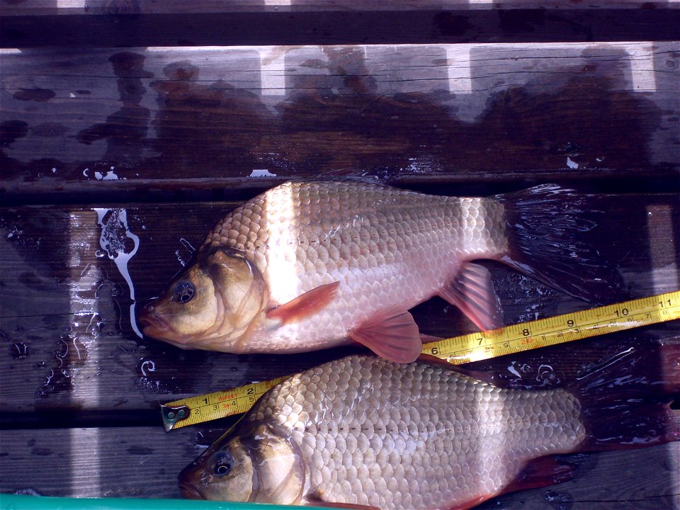 Crucian carp (Carassius carassius)
