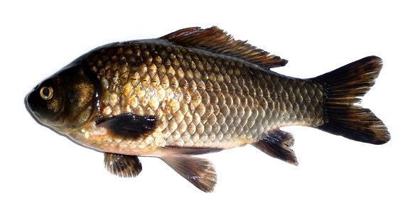 The prussian carp female (Carassius gibelio) with uncommon dark colour. This fish from the Southern Bug river, Ukraine.
