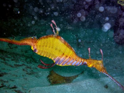 A Weedy Sea Dragon found in Sydney. photo