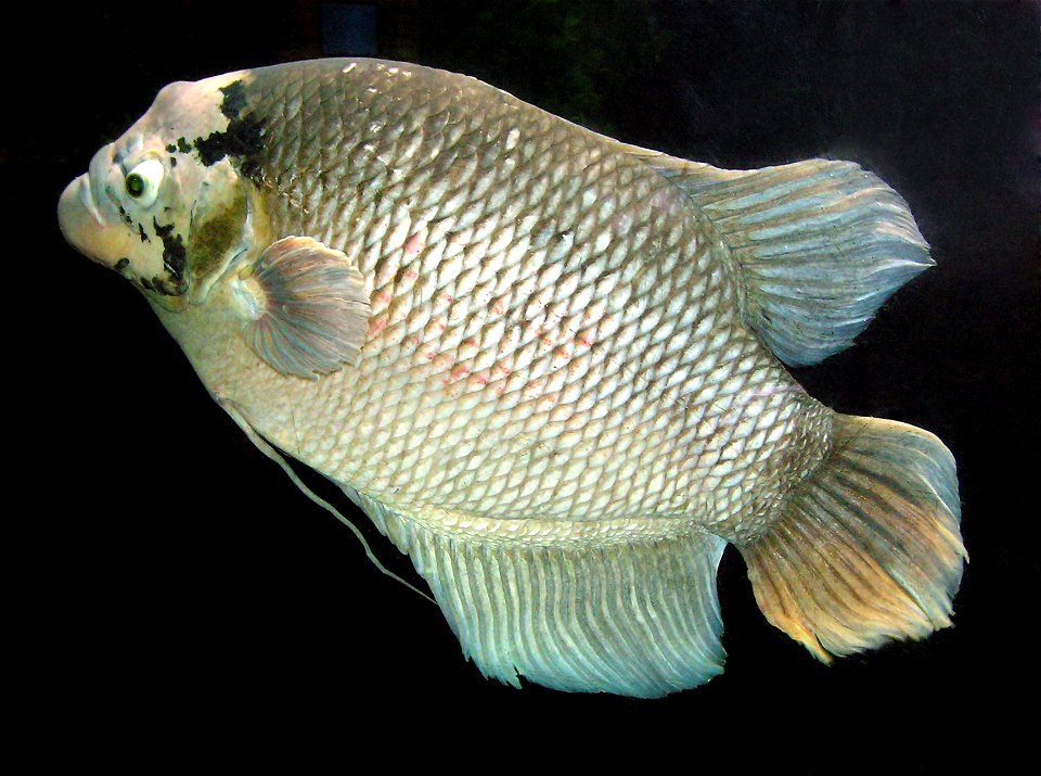 Giant gourami (Osphronemus goramy) at Bristol Zoo, Bristol, England.