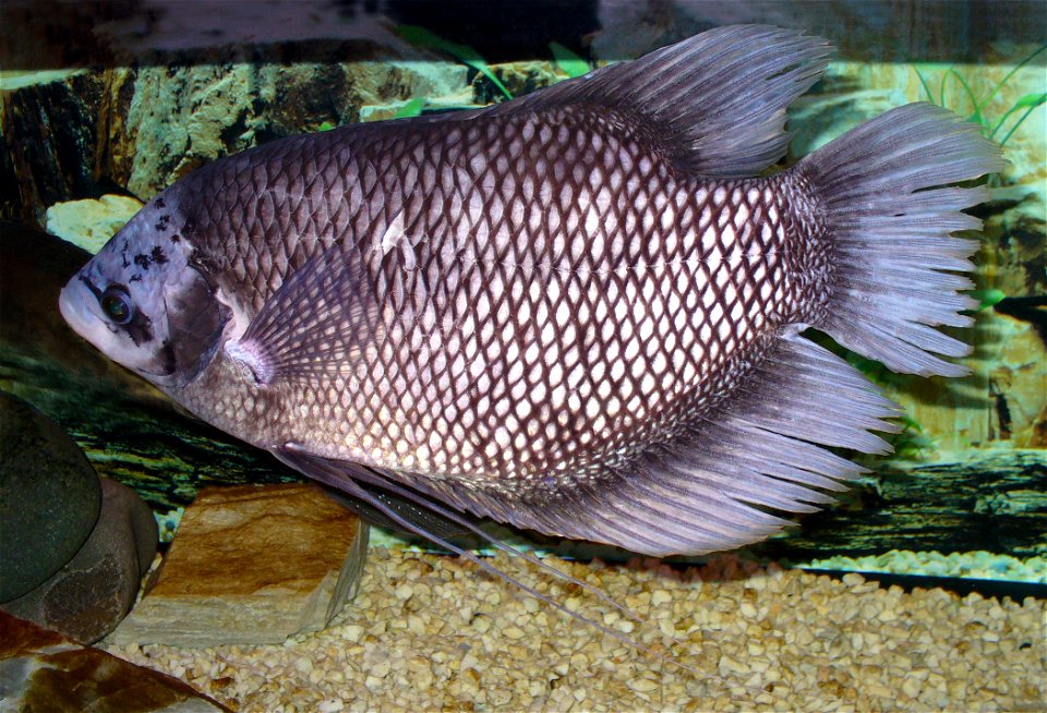Giant gourami (Osphronemus goramy)