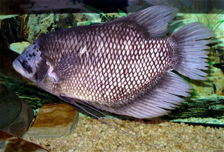 Giant gourami (Osphronemus goramy) photo