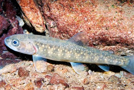 Image title: A juvenile bull trout fish resting underwater Image from Public domain images website, http://www.public-domain-image.com/full-image/fauna-animals-public-domain-images-pictures/fishes-pub photo