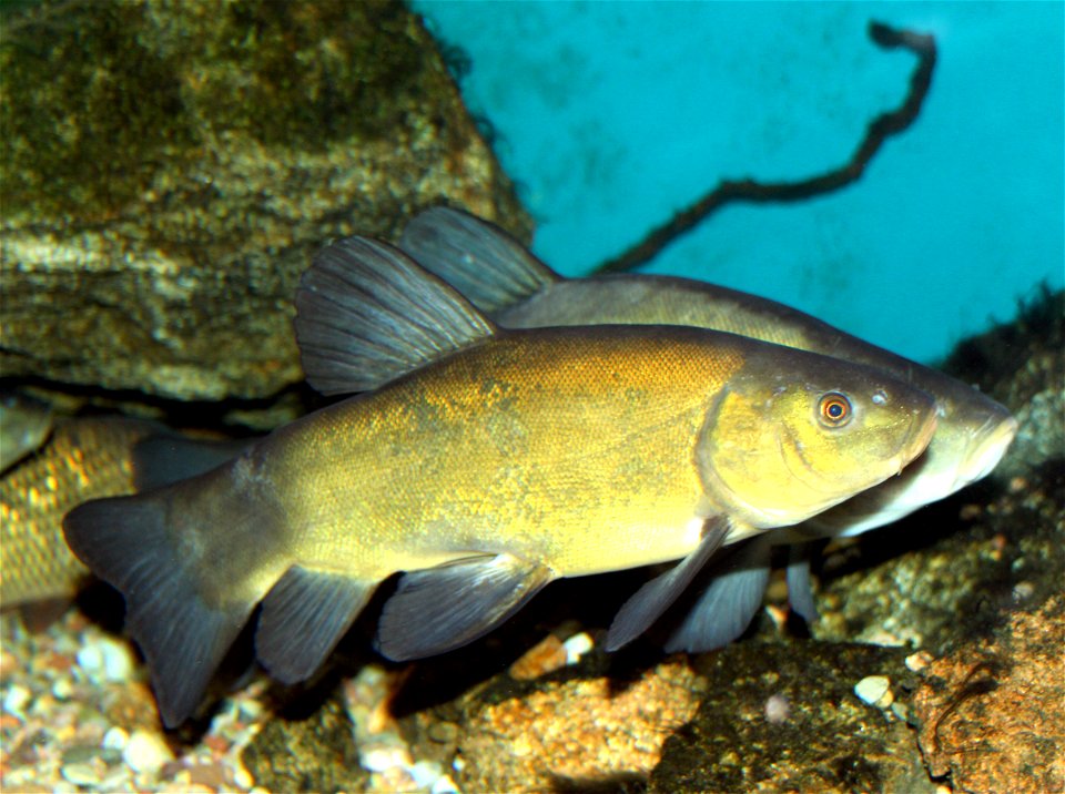 Fish Tench on exhibition Subaqueous Vltava, Prague 2011, Czech Republic