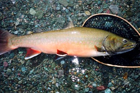Image title: Bull trout on rocks by water (Salvelinus confluentus) Image from Public domain images website, http://www.public-domain-image.com/full-image/fauna-animals-public-domain-images-pictures/fi photo