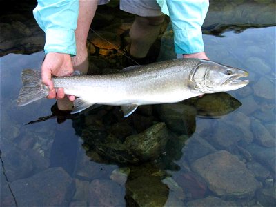 Image title: Fisherman holding bull trout (Salvelinus confluentus) in hands Image from Public domain images website, http://www.public-domain-image.com/full-image/sport-public-domain-images-pictures/f photo