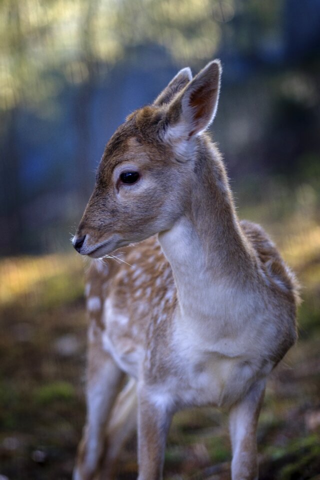 Wild nature animal